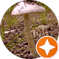 Mx Mushrooms (MxMushrooms) Mx Mushrooms (MxMushrooms)