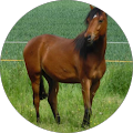 Frag Dein Pferd