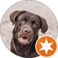 Leo_the_Lab Leo_the_Lab