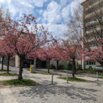 Dr. med. Robby P. Hofmann – Chemnitz