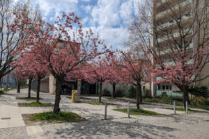 Dr. med. Robby P. Hofmann – Chemnitz